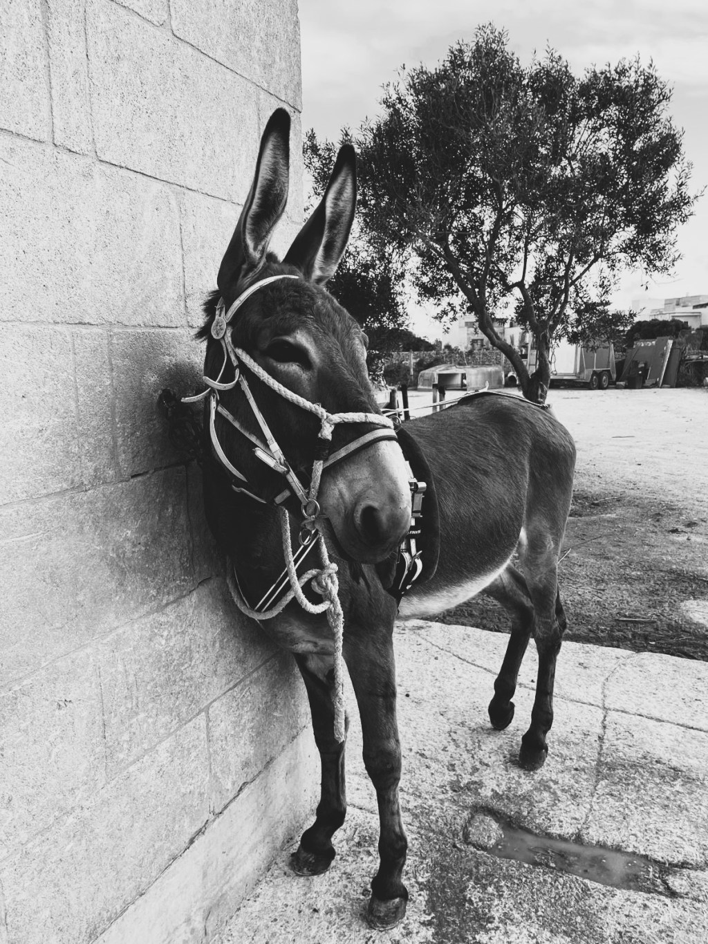 Grounded in Gozo: A Life Between Sea and&nbsp;Saddle
